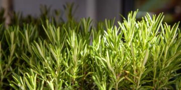Se você plantar alecrim na porta de casa, algo incrível pode acontecer