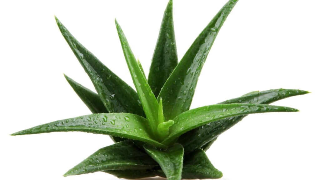 5 plantas perfeitas para colocar no quarto e ter uma noite de sono com qualidade