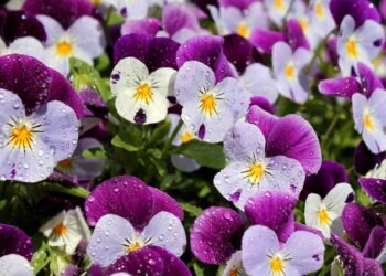 As três plantas para plantar em agosto que vão encher seu jardim de cor