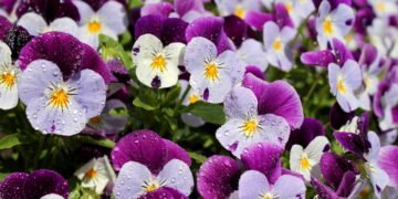 As três plantas para plantar em agosto que vão encher seu jardim de cor