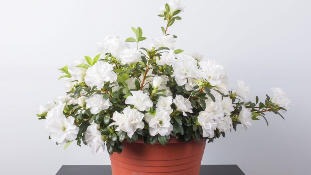 Quer um jardim mais elegante? Conheça as 10 flores brancas perfeitas para plantar