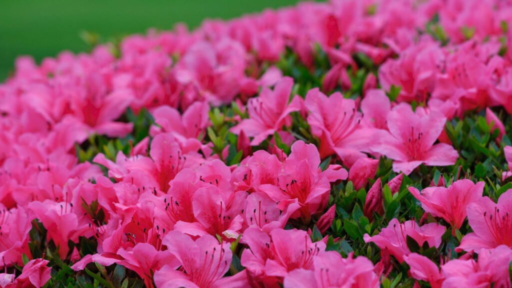 As 4 plantas mais perigosas para seus pets que você pode ter no seu jardim