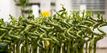 5 plantas que simbolizam riqueza, proteção e boas energias