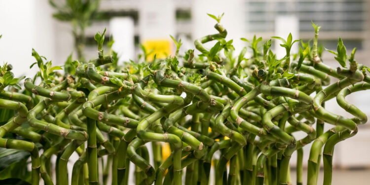 5 plantas que simbolizam riqueza, proteção e boas energias