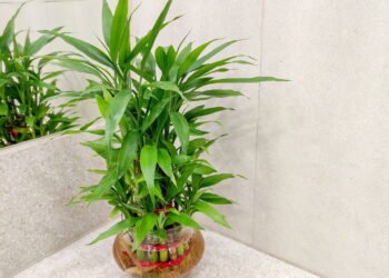 Essas plantas incríveis sobrevivem sem precisar de terra