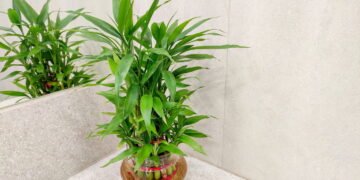 Essas plantas incríveis sobrevivem sem precisar de terra