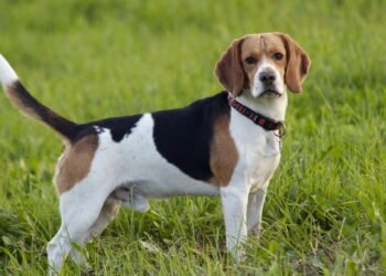 As raças de cães que vivem mais, segundo especialistas