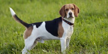 As raças de cães que vivem mais, segundo especialistas