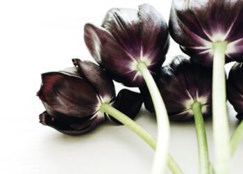 Essas são as flores escuras mais sofisticadas para decorar sua casa