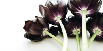 Essas são as flores escuras mais sofisticadas para decorar sua casa