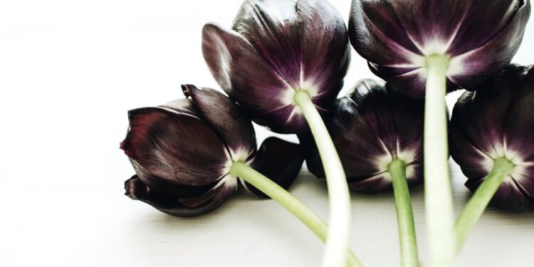 Essas são as flores escuras mais sofisticadas para decorar sua casa