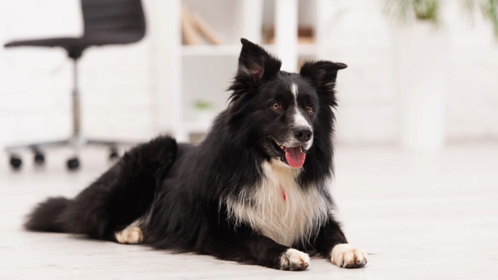 5 raças de cães ideais para quem tem quintal em casa