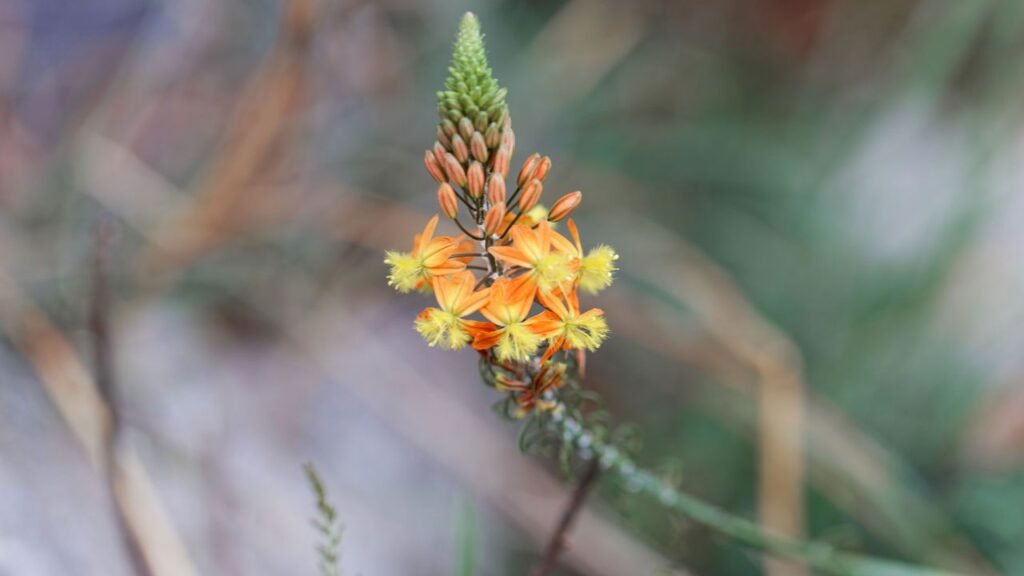 As melhores flores resistentes ao calor para se ter em um jardim colorido