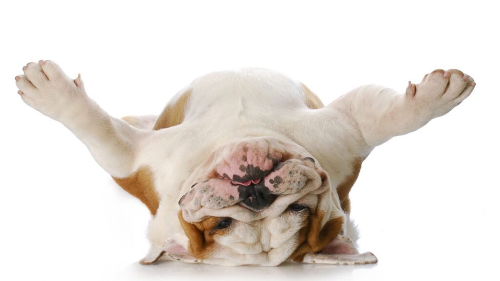 As raças de cachorros que mais sofrem com o calor e exigem cuidados especiais