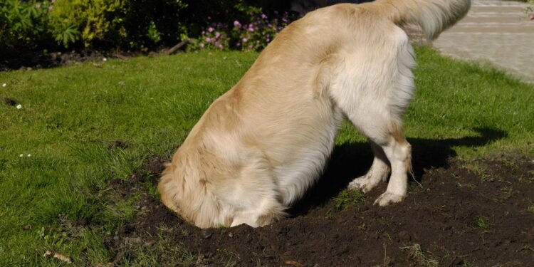 Se seu cachorro cava buracos, isso não é mau comportamento! Saiba os motivos e como evitar
