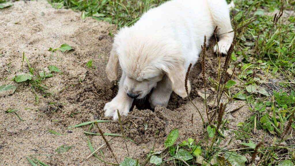 Se seu cachorro cava buracos, isso não é mau comportamento! Saiba os motivos e como evitar