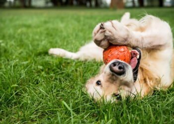 Seu cão leva brinquedos até você? Veja o que isso quer dizer