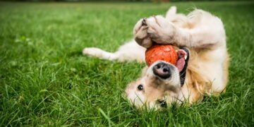 Seu cão leva brinquedos até você? Veja o que isso quer dizer