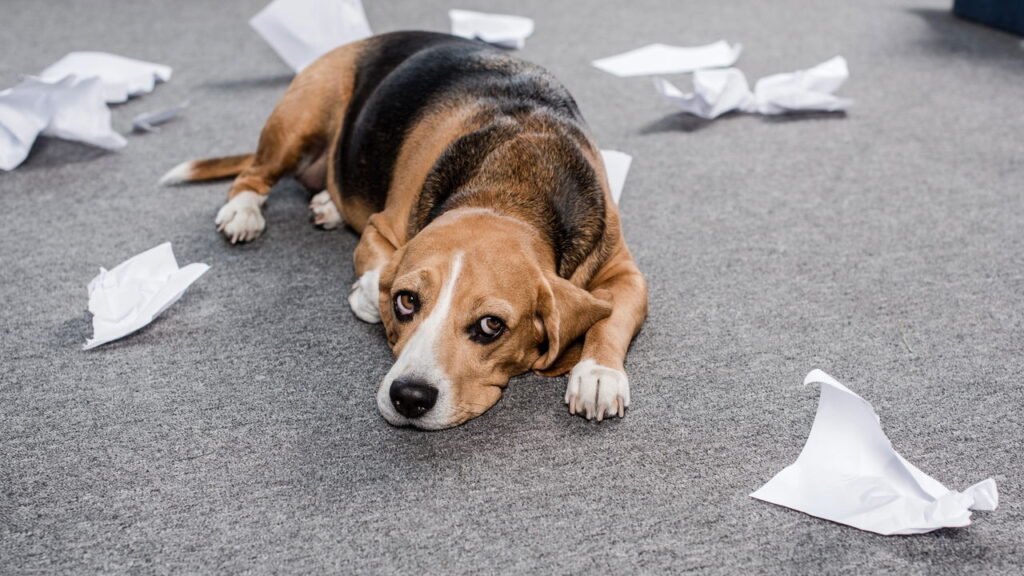 O pior erro que você pode cometer com seu cachorro segundo especialistas