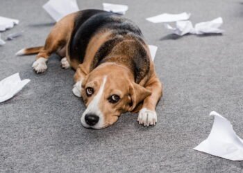 O pior erro que você pode cometer com seu cachorro segundo especialistas
