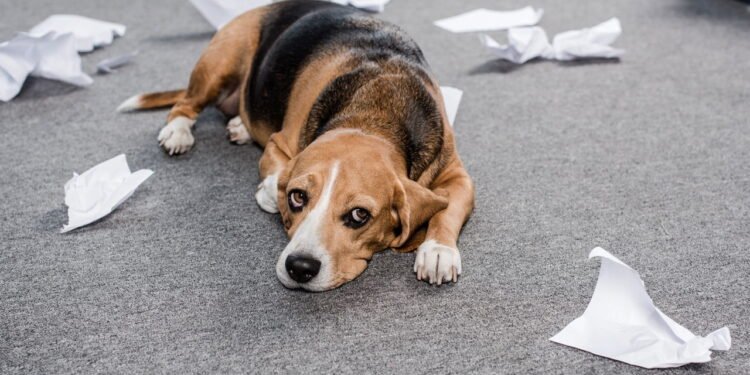 O pior erro que você pode cometer com seu cachorro segundo especialistas