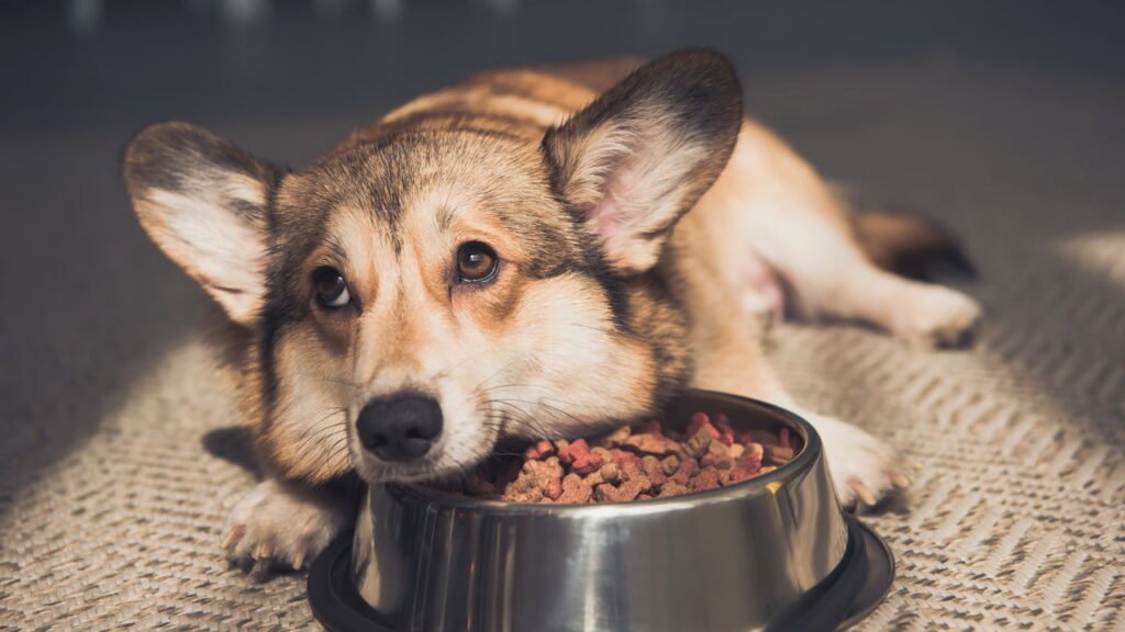 O pior erro que você pode cometer com seu cachorro segundo especialistas