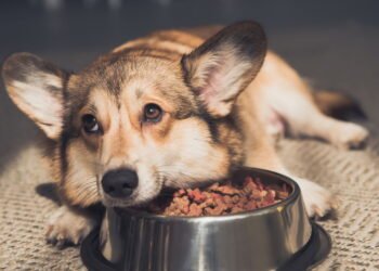 O pior erro que você pode cometer com seu cachorro segundo especialistas