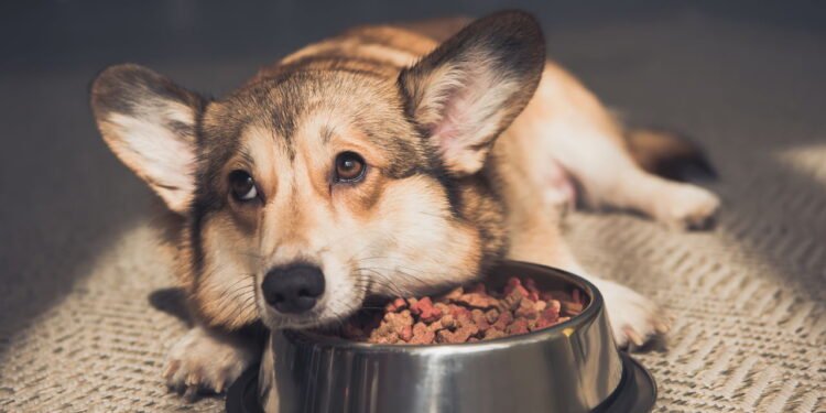 O pior erro que você pode cometer com seu cachorro segundo especialistas