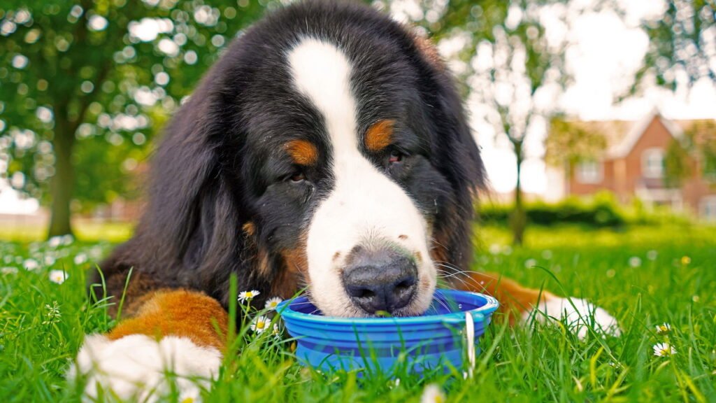 As raças de cachorros que mais sofrem com o calor e exigem cuidados especiais