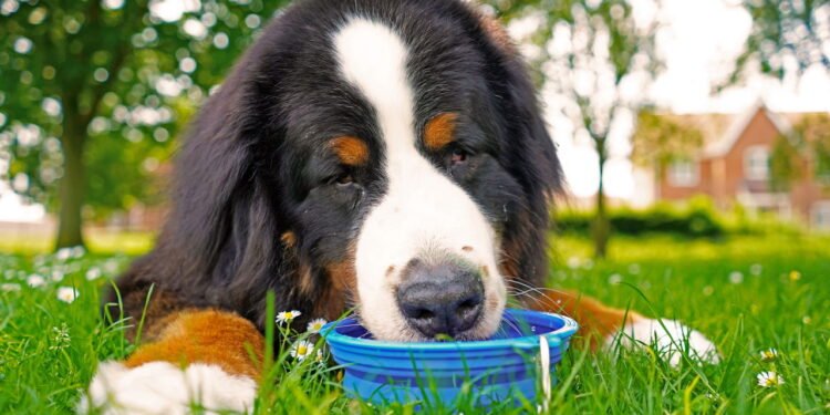 As raças de cachorros que mais sofrem com o calor e exigem cuidados especiais