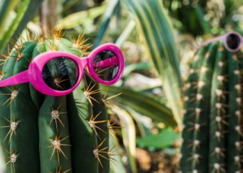 Três plantas que você NÃO deve ter em casa, segundo o Feng Shui