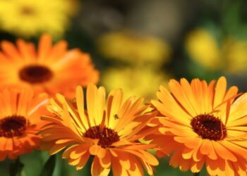 A flor mais resistente e funcional para os dias frios segundo jardineiros