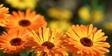 A flor mais resistente e funcional para os dias frios segundo jardineiros