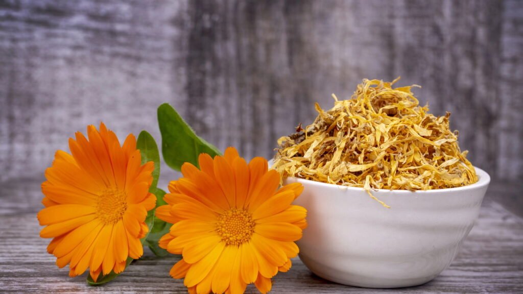 Calêndula é a flor que ajuda a cicatrizar