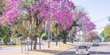 A cidade brasileira considerada, por 6 anos consecutivos, uma das mais arborizadas do mundo