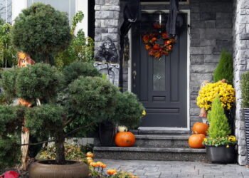 Plantas que decoram e deixam qualquer ambiente mais elegante