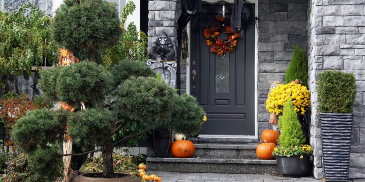 Plantas que decoram e deixam qualquer ambiente mais elegante