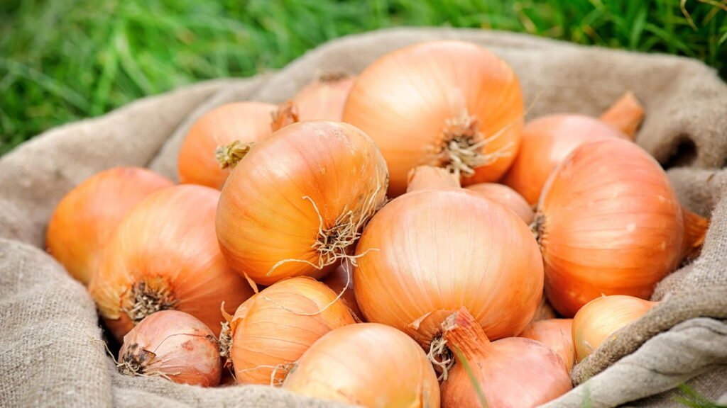 Essa planta é perfeita para afastar ratos do seu jardim