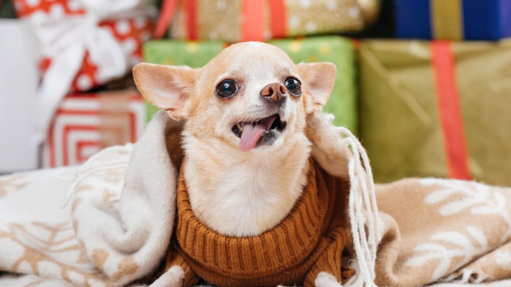 As raças de cães que vivem mais, segundo especialistas