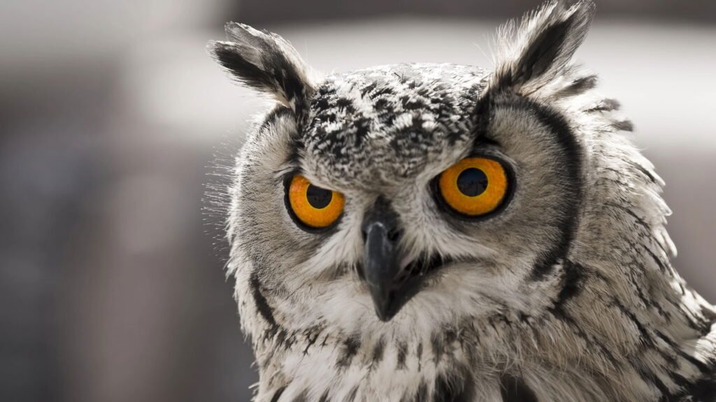 Animais que parecem indesejados, mas que ajudam no controle de pragas