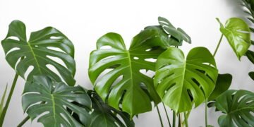 O segredo para ter uma costela-de-adão exuberante em casa