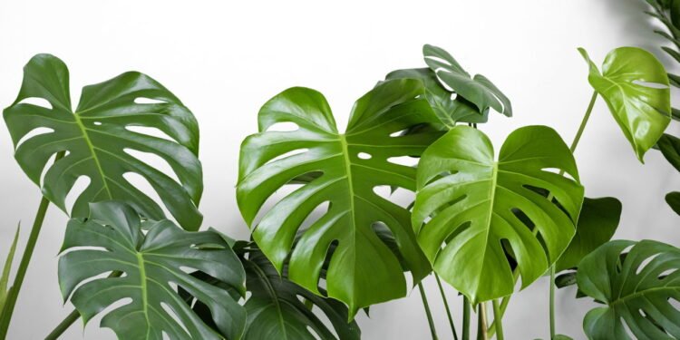 Costela de Adão - Créditos: depositphotos.com / kseniasol