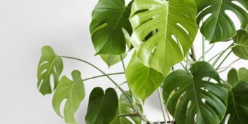 O segredo para ter uma costela-de-adão exuberante em casa