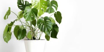 Plantas