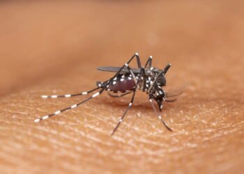 O que explica o maior surto de dengue já registrado nas américas