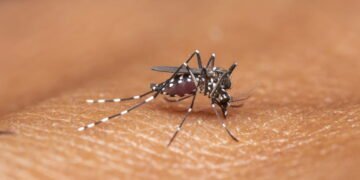 O que explica o maior surto de dengue já registrado nas américas