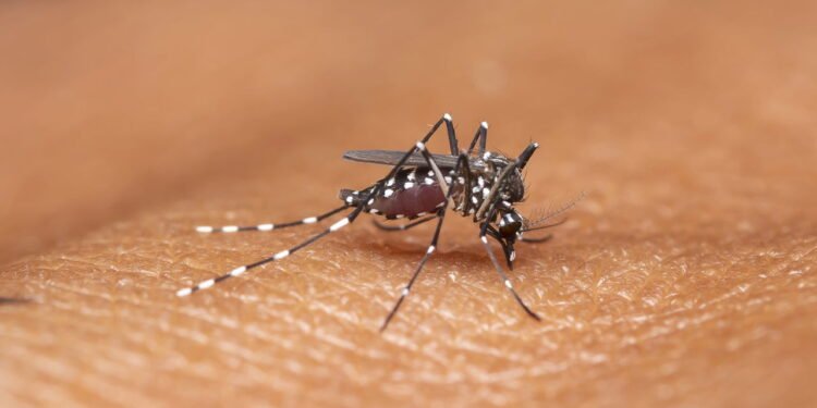 O que explica o maior surto de dengue já registrado nas américas