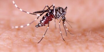 A solução mais prática para deixar mosquitos fora de casa