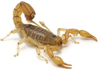 As 4 plantas que afastam escorpiões e ainda decoram a sua casa com elegância