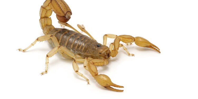 Escorpião - Créditos: depositphotos.com / EWTC